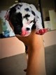 Small Photo #2 Great Dane Puppy For Sale in FONTANA, CA, USA