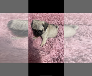 Pug Puppy for sale in FREDERICKSBURG, VA, USA