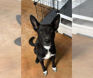 Border Collie-Unknown Mix Dogs for adoption in Bolivar, MO, USA