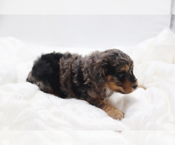 Medium Photo #54 Cockapoo Puppy For Sale in RIPLEY, TN, USA