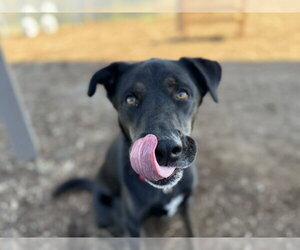 German Shepherd Dog-Unknown Mix Dogs for adoption in Denver, CO, USA