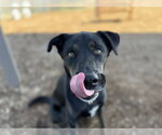 JOURNEY - Male German Shepherd Dog-Unknown Mix Dog for Adoption - Small photo