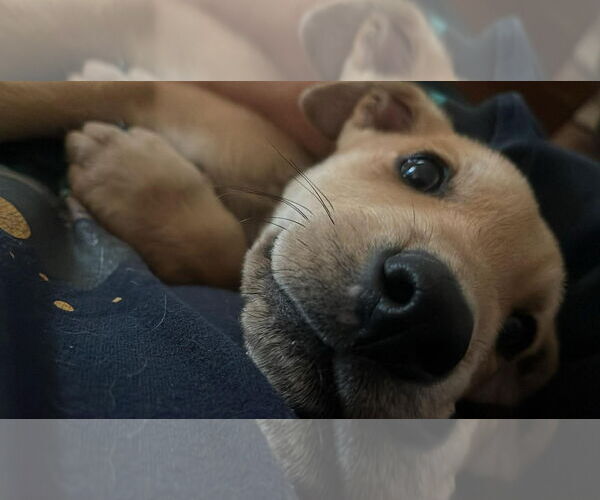 Medium Photo #2 Mutt Puppy For Sale in NEWPORT NH, NH, USA