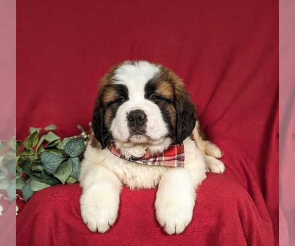 Medium Photo #6 Saint Bernard Puppy For Sale in QUARRYVILLE, PA, USA