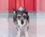Small #1 Mutt