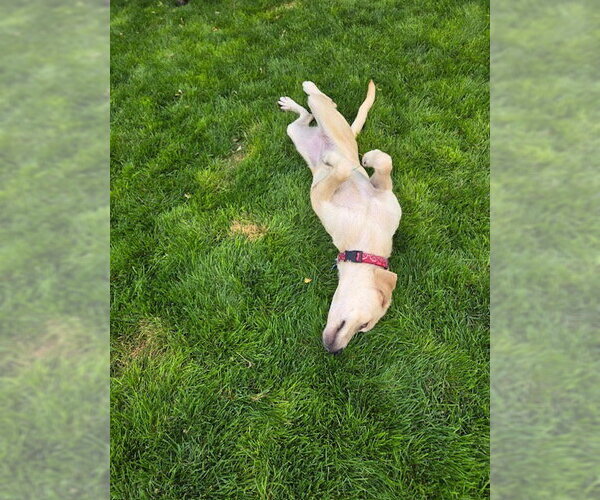 Medium Photo #5 Labrador Retriever-Rhodesian Ridgeback Mix Puppy For Sale in MIDWAY, UT, USA