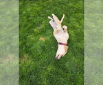 Small #4 Labrador Retriever-Rhodesian Ridgeback Mix