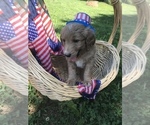Small Photo #1 Goldendoodle Puppy For Sale in WARRENTON, MO, USA