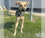 Small #5 Labrador Retriever Mix