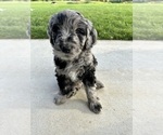 Small Photo #22 Goldendoodle Puppy For Sale in ALLENDALE, MI, USA