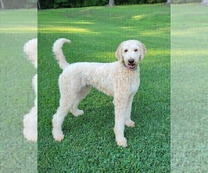 Mother of the Goldendoodle puppies born on 11/23/2024