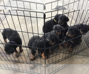 Rottweiler Puppy for sale in TUCSON, AZ, USA
