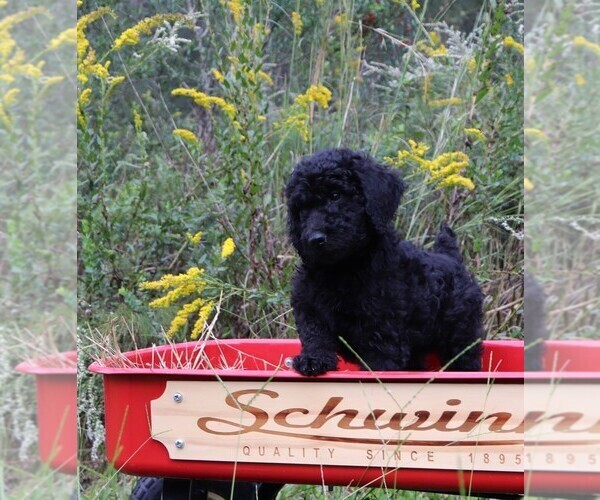 Medium Photo #11 Poodle (Standard) Puppy For Sale in LAKE CITY, FL, USA