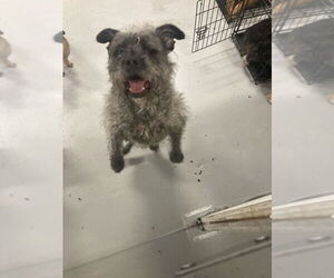 Winky #0417 - Female Mutt Dog for Adoption - Photo #2