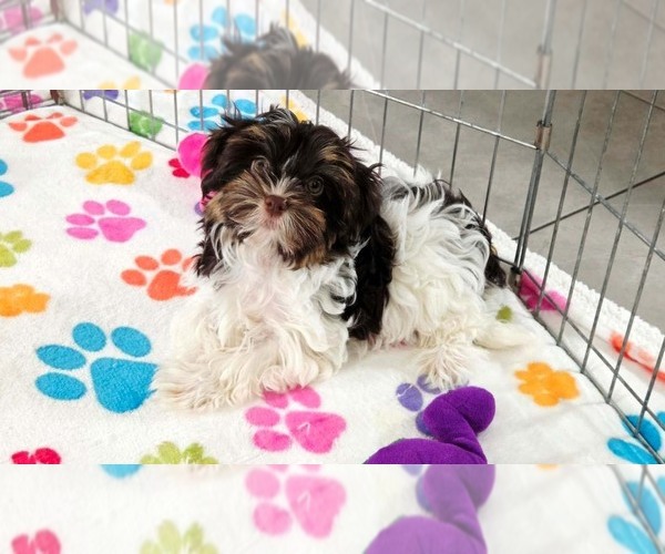 Medium Photo #6 Havashire Puppy For Sale in ORO VALLEY, AZ, USA