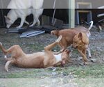 Small Photo #25 Labrador Retriever-Unknown Mix Puppy For Sale in Sebec, ME, USA