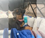 Small Photo #4 Doberman Pinscher Puppy For Sale in SUPPLY, NC, USA