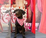 Small #3 Labrador Retriever
