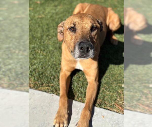 Medium Photo #1 Black Mouth Cur-Unknown Mix Puppy For Sale in Las Vegas, NV, USA