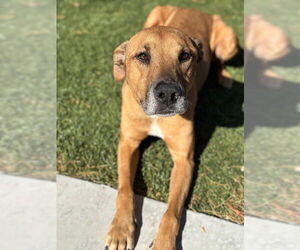 Medium Black Mouth Cur Mix