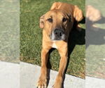 Small Black Mouth Cur Mix