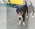 Small #6 Boxer Mix