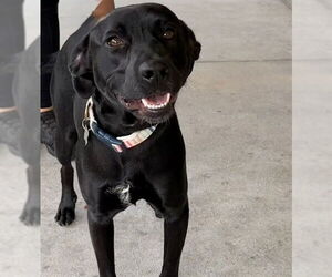 Labrador Retriever Dogs for adoption in Tavares, FL, USA