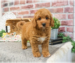 Image preview for Ad Listing. Nickname: Penny
