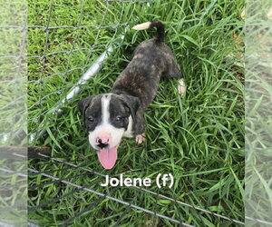 Mutt Dogs for adoption in Wenonah, NJ, USA