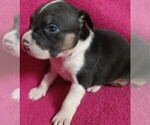 Small #4 American Bully