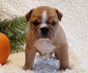 English Bulldog Puppy for sale in SHIPSHEWANA, IN, USA