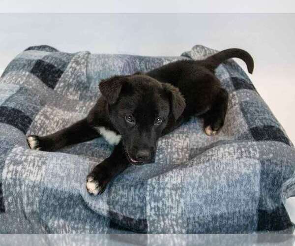Medium Photo #2 Siberian Husky-Unknown Mix Puppy For Sale in Kennesaw, GA, USA