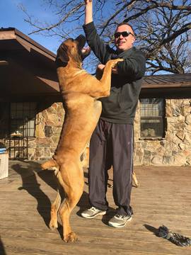 Medium Photo #1 Boerboel Puppy For Sale in COMMERCE, TX, USA