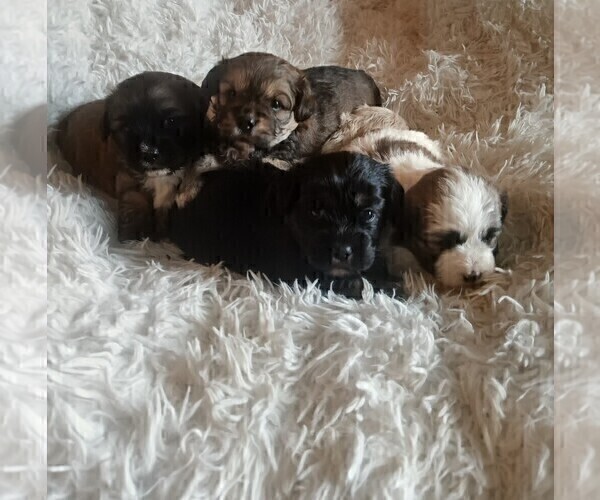 Medium Photo #2 Maltese-Silky Cocker Mix Puppy For Sale in WOBURN, MA, USA