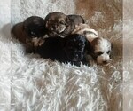 Small #1 Maltese-Silky Cocker Mix