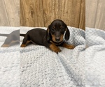Image preview for Ad Listing. Nickname: Mini dachshund
