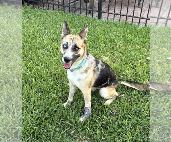 Medium Photo #1 Siberian Husky-Unknown Mix Puppy For Sale in Houston, TX, USA