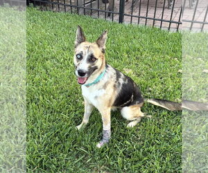 Siberian Husky-Unknown Mix Dogs for adoption in Houston, TX, USA
