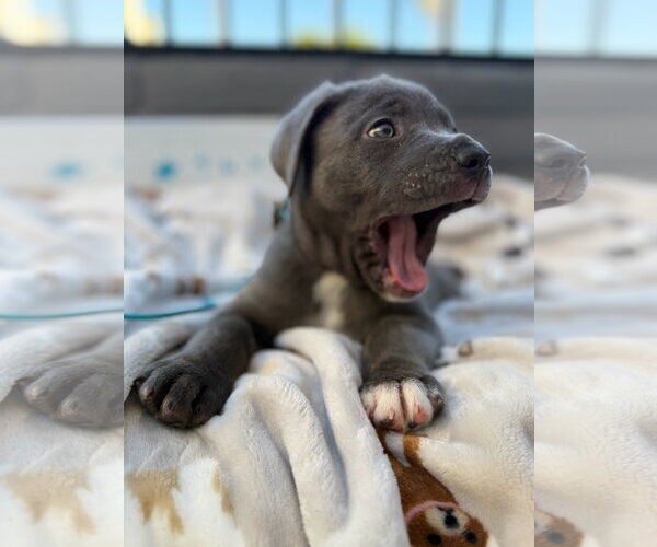 Medium Photo #3 Mutt Puppy For Sale in Goodyear, AZ, USA