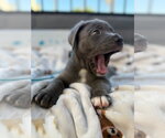 Small #2 Mutt