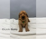 Small #6 Golden Retriever