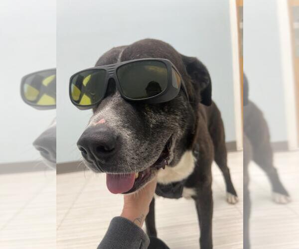 Medium Photo #1 Plott Hound-Unknown Mix Puppy For Sale in Holly Springs, NC, USA