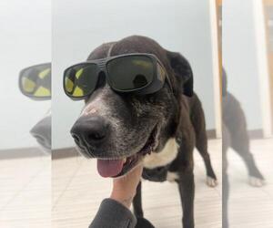 Plott Hound-Unknown Mix Dogs for adoption in Holly Springs, NC, USA