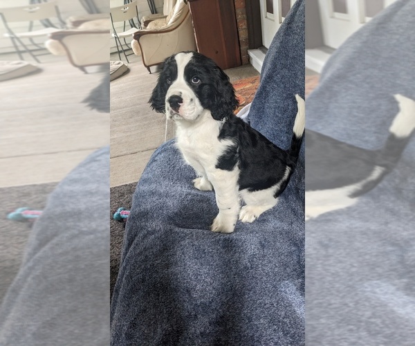 Medium Photo #6 English Springer Spaniel Puppy For Sale in KENT, WA, USA