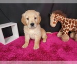 Puppy 1 Golden Retriever
