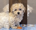 Small Photo #2 Maltipoo Puppy For Sale in MARTINSVILLE, IN, USA