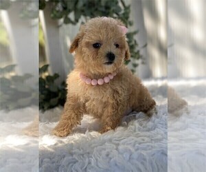 Poodle (Toy) Puppy for sale in FORT LAUDERDALE, FL, USA