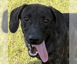 Mutt Dogs for adoption in Canton, CT, USA