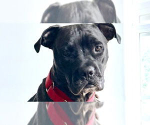 Hope - Female Boxer-Unknown Mix Dog for Adoption - Photo #8