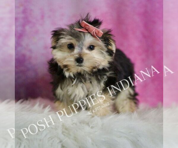 Medium Photo #27 Morkie Puppy For Sale in WARSAW, IN, USA